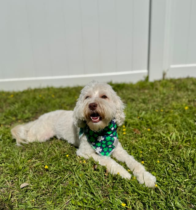 Dog 4