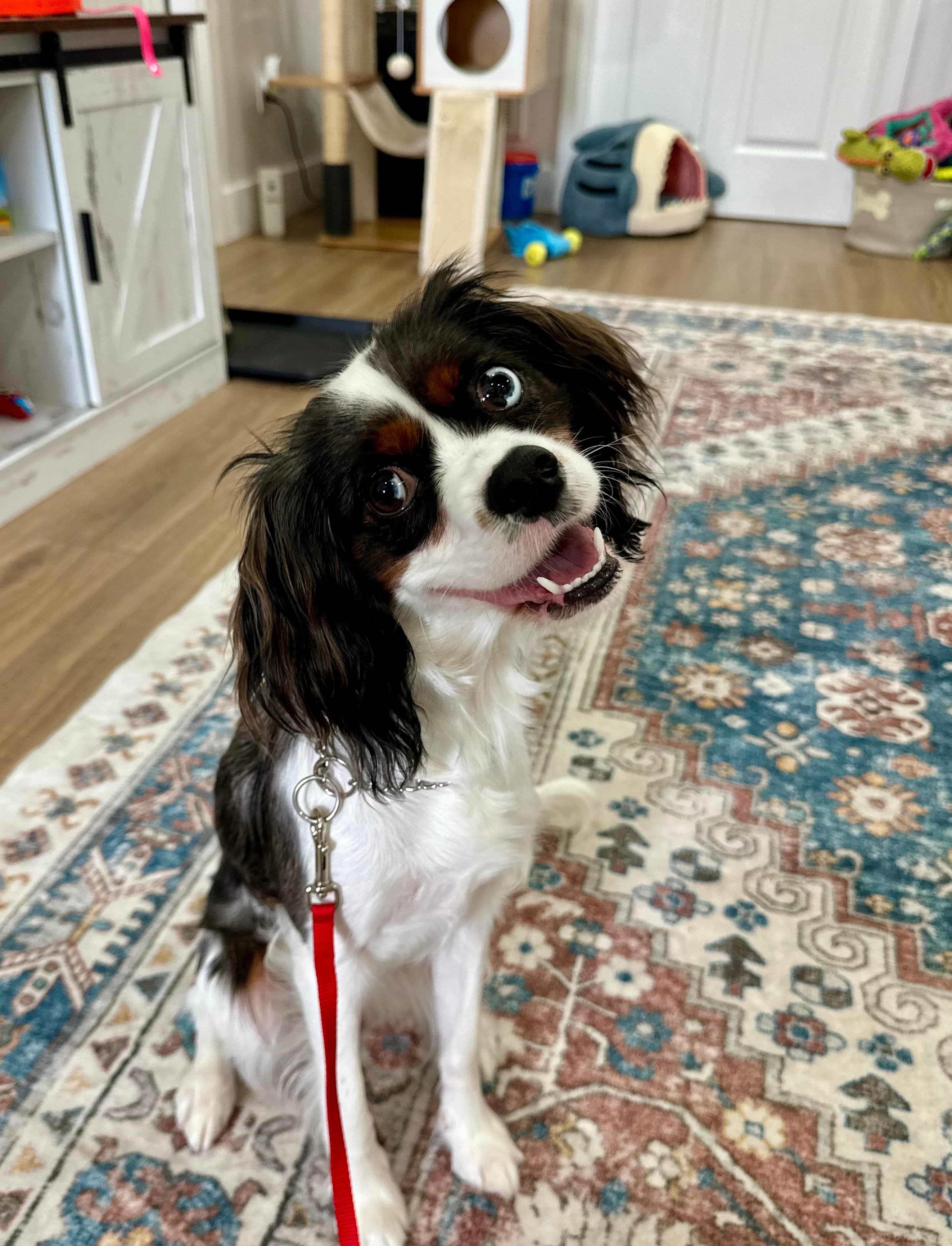 ON LEASH TRAINING