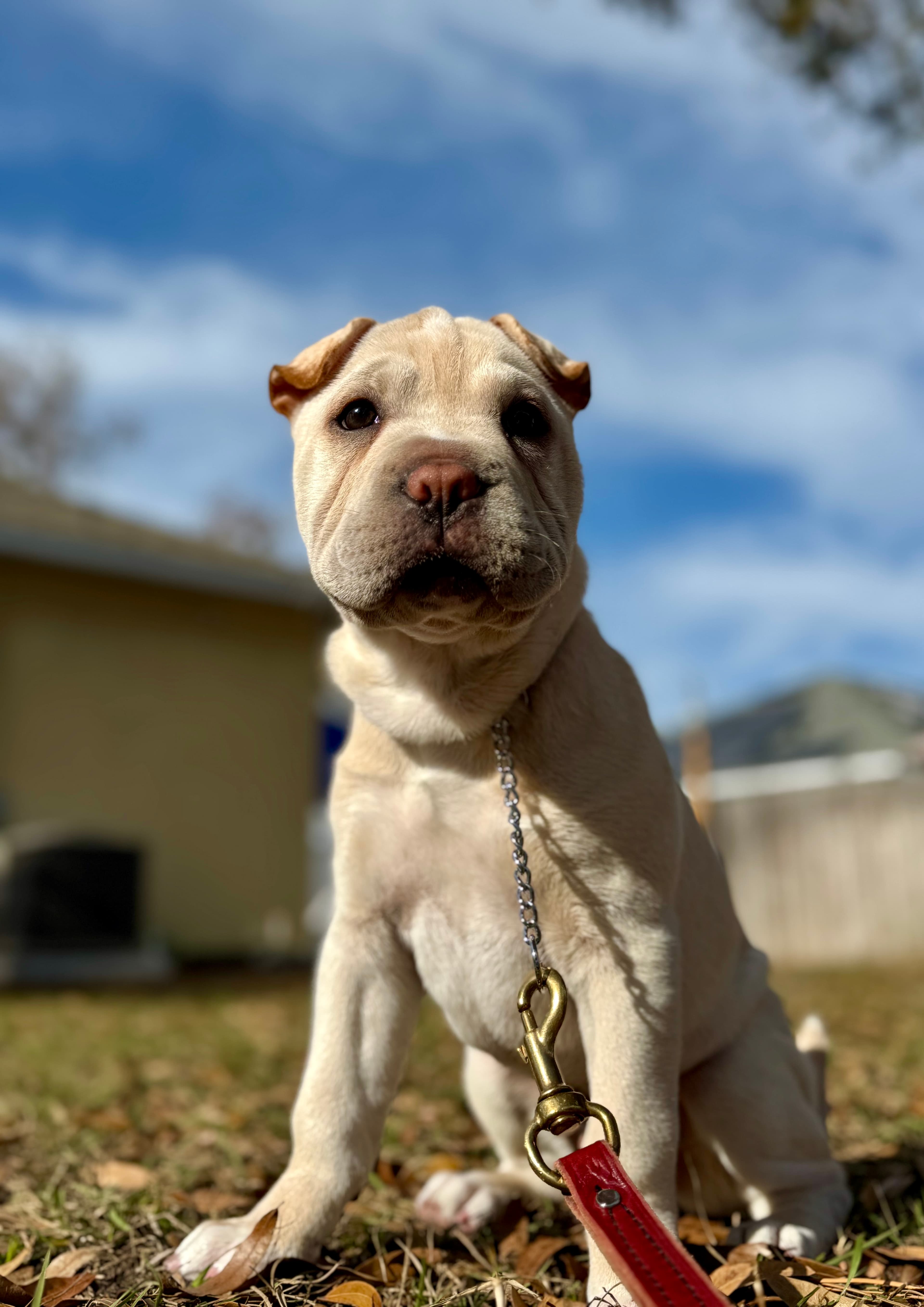 PUPPY TRAINING TAMPA