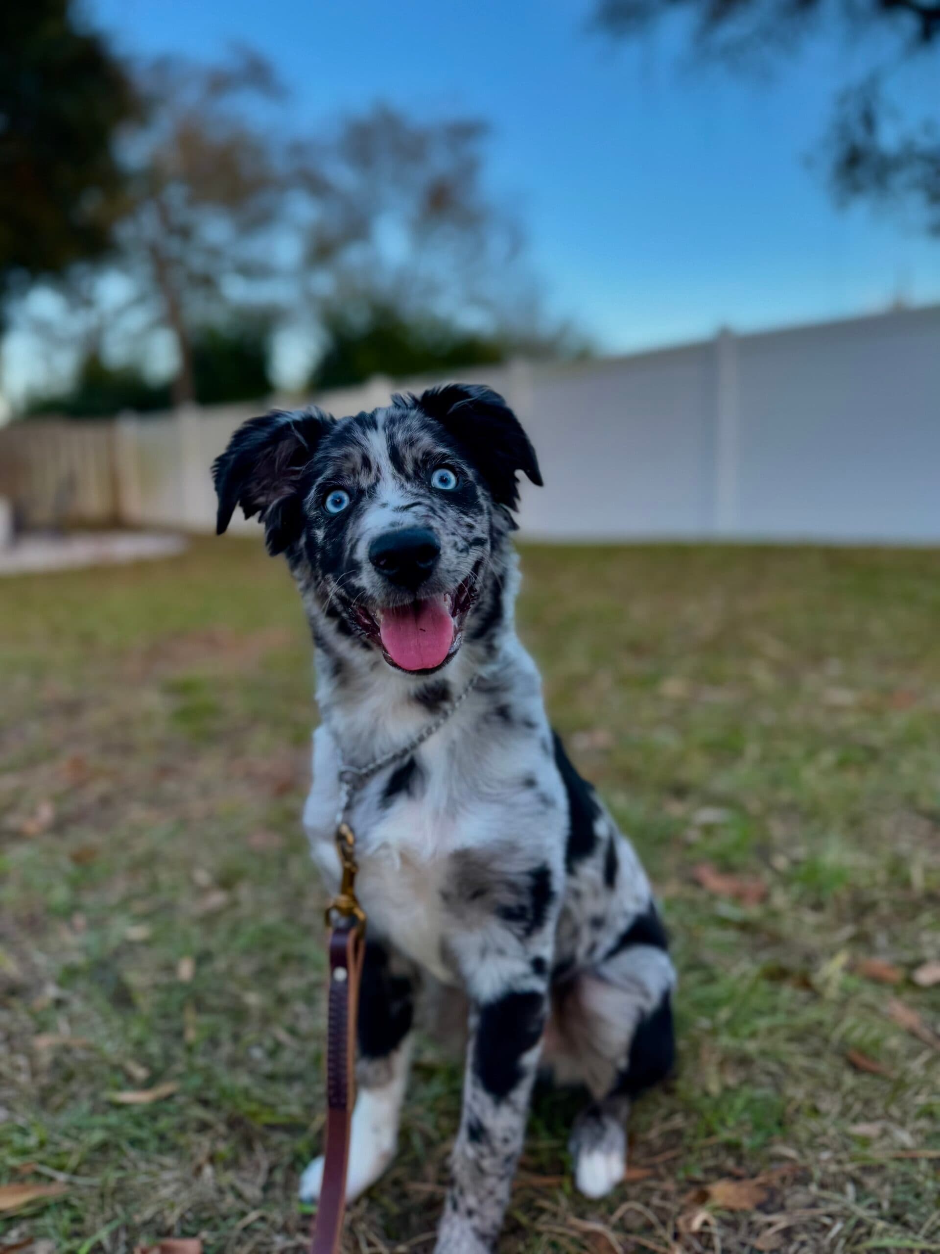 Board and train program