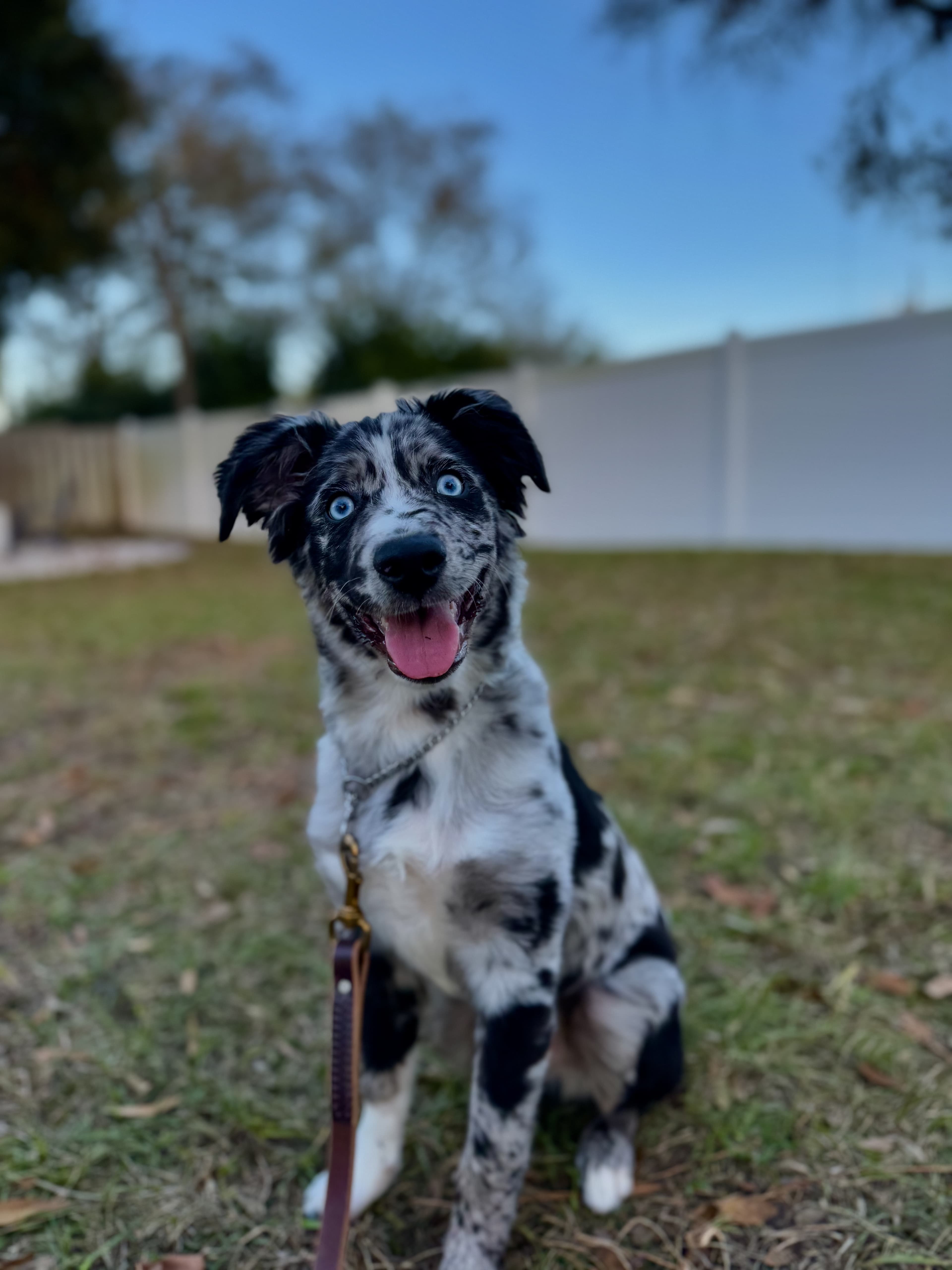 Puppy learning basic commands