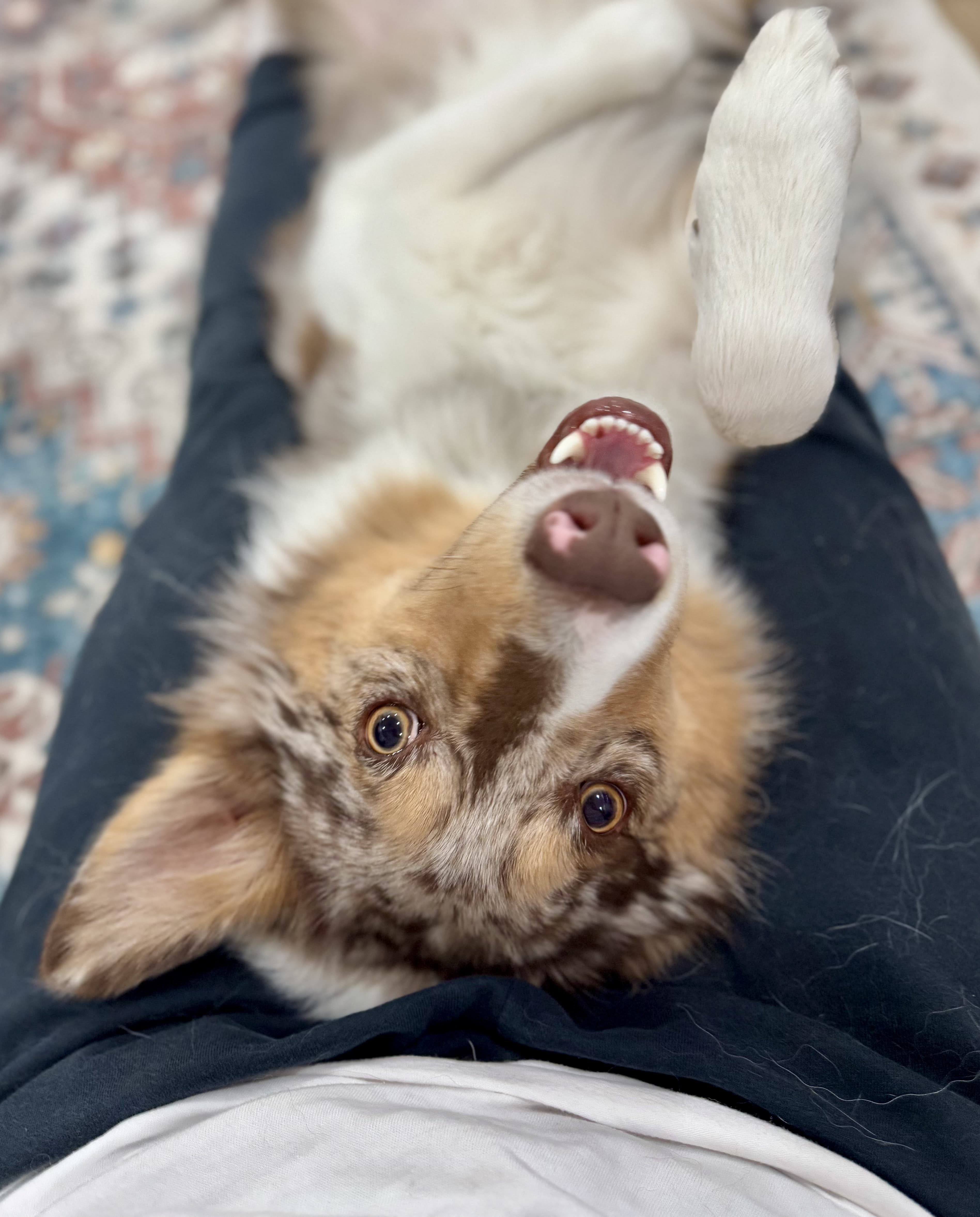 Dog training progress session