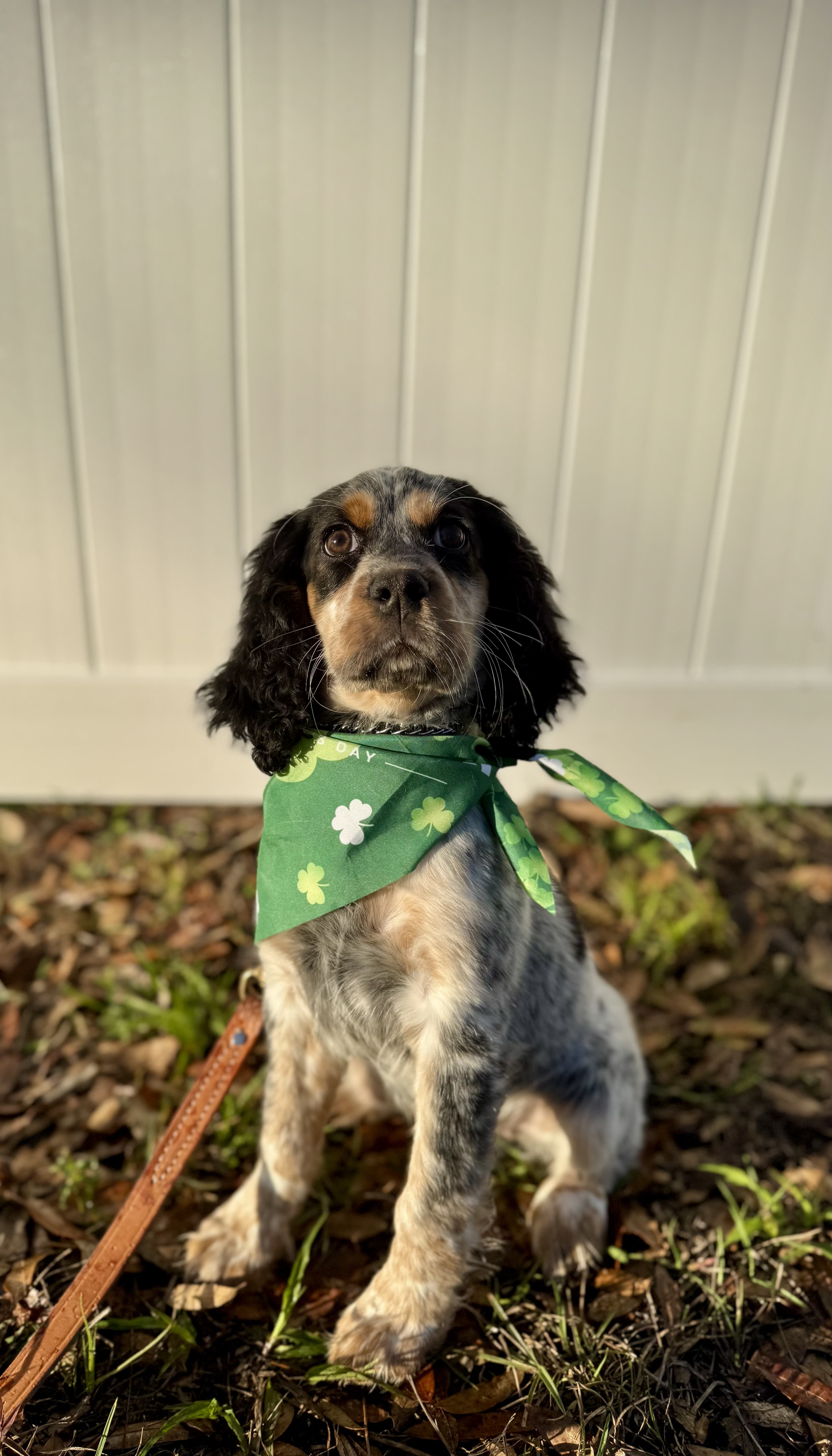 Dog training achievement