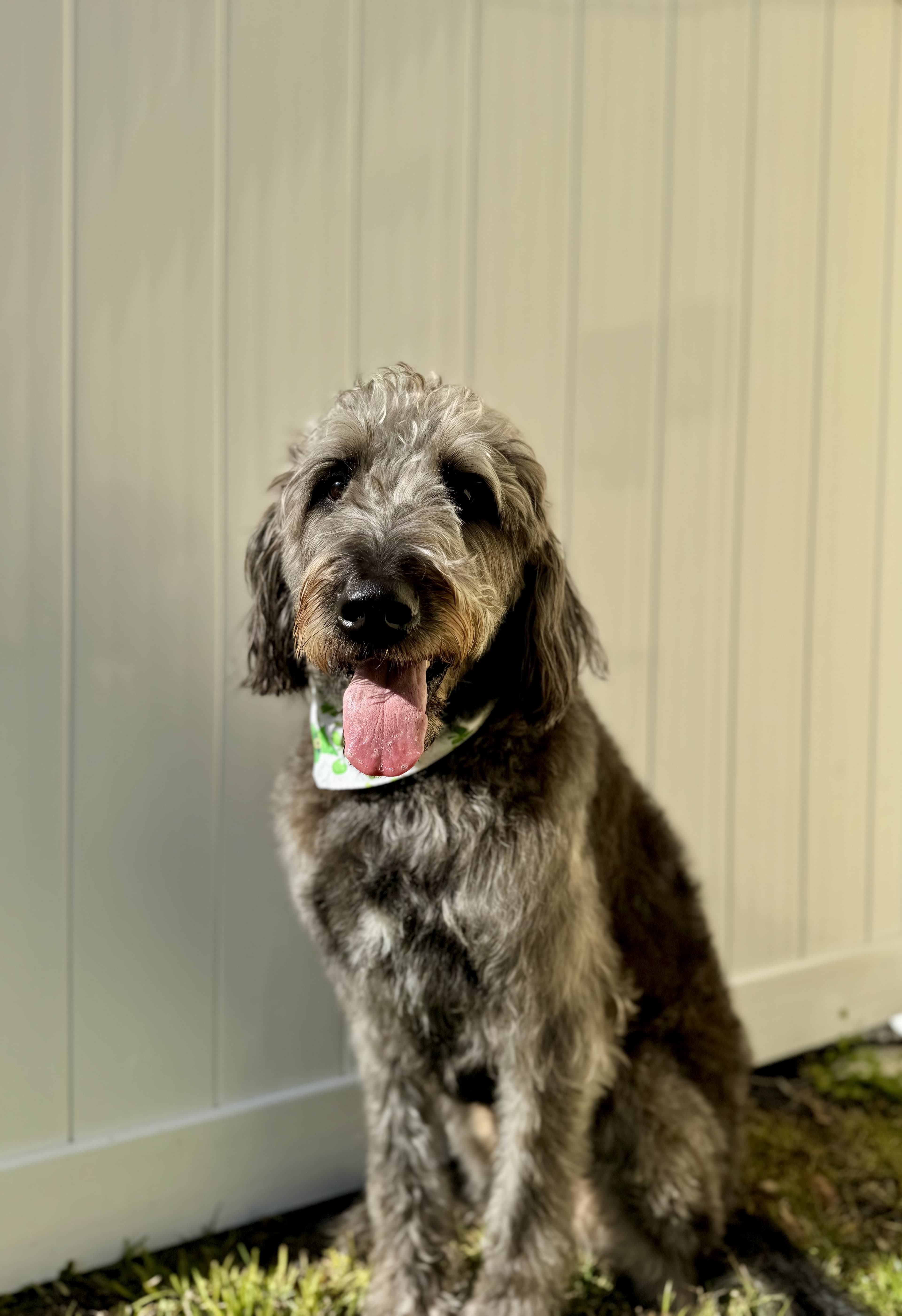 Puppy training fundamentals
