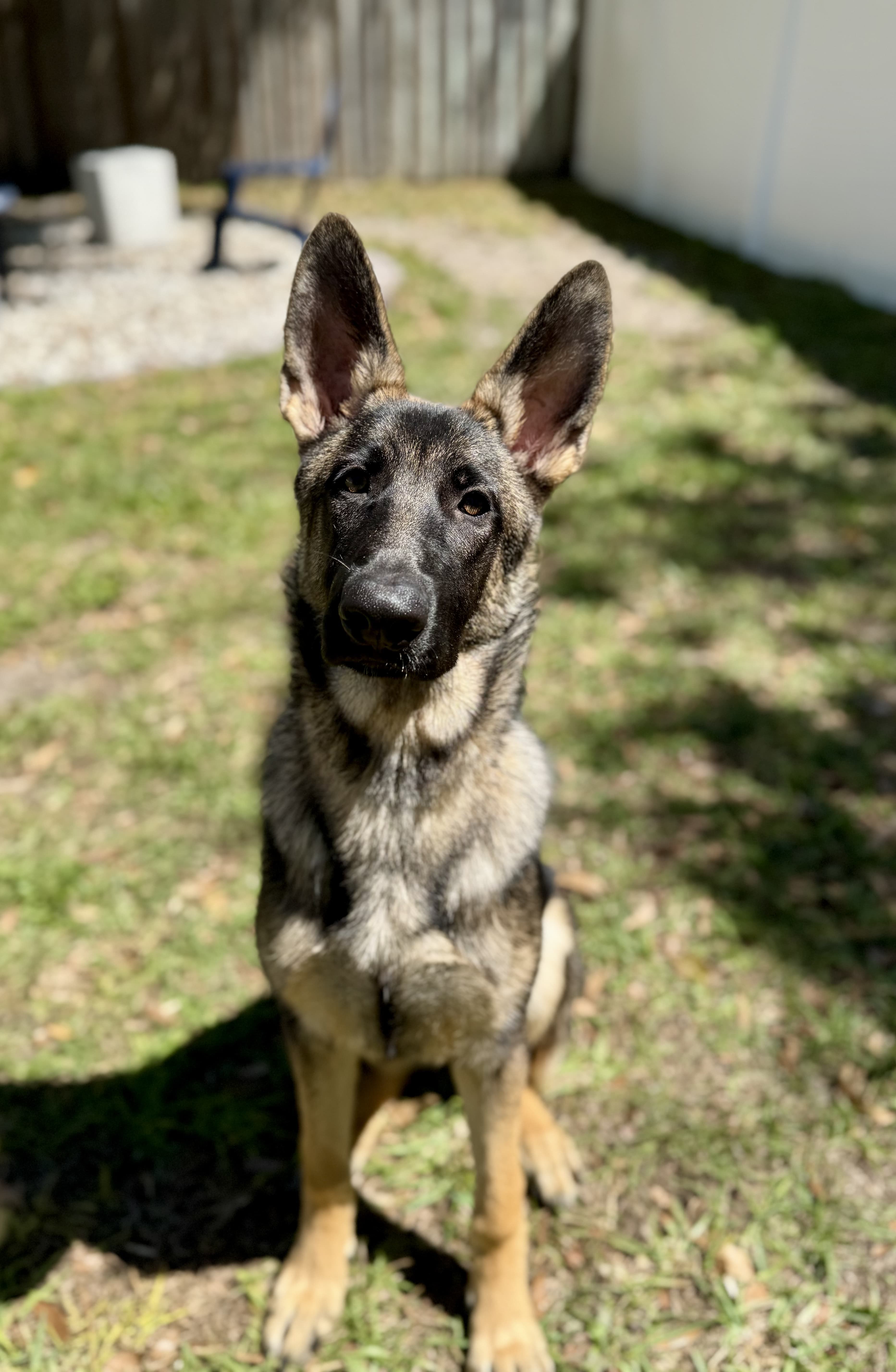 Puppy development session