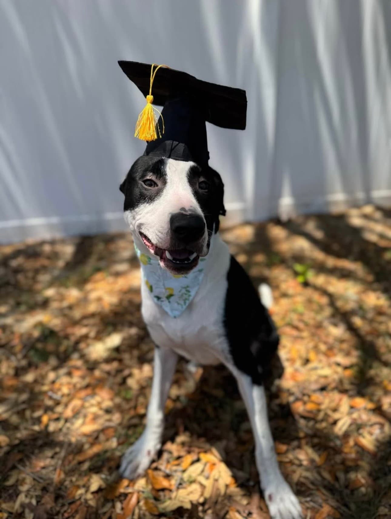 Behavioral training session