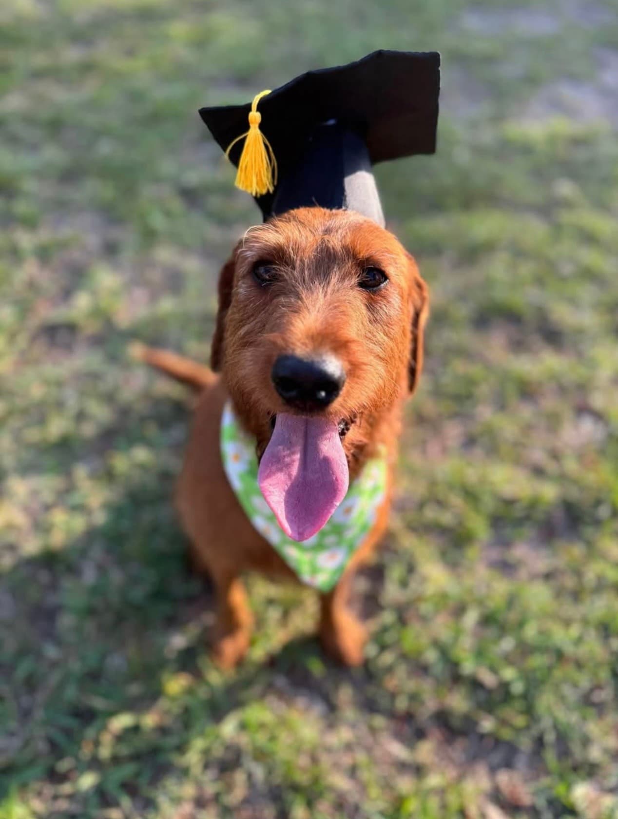 Puppy learning experience