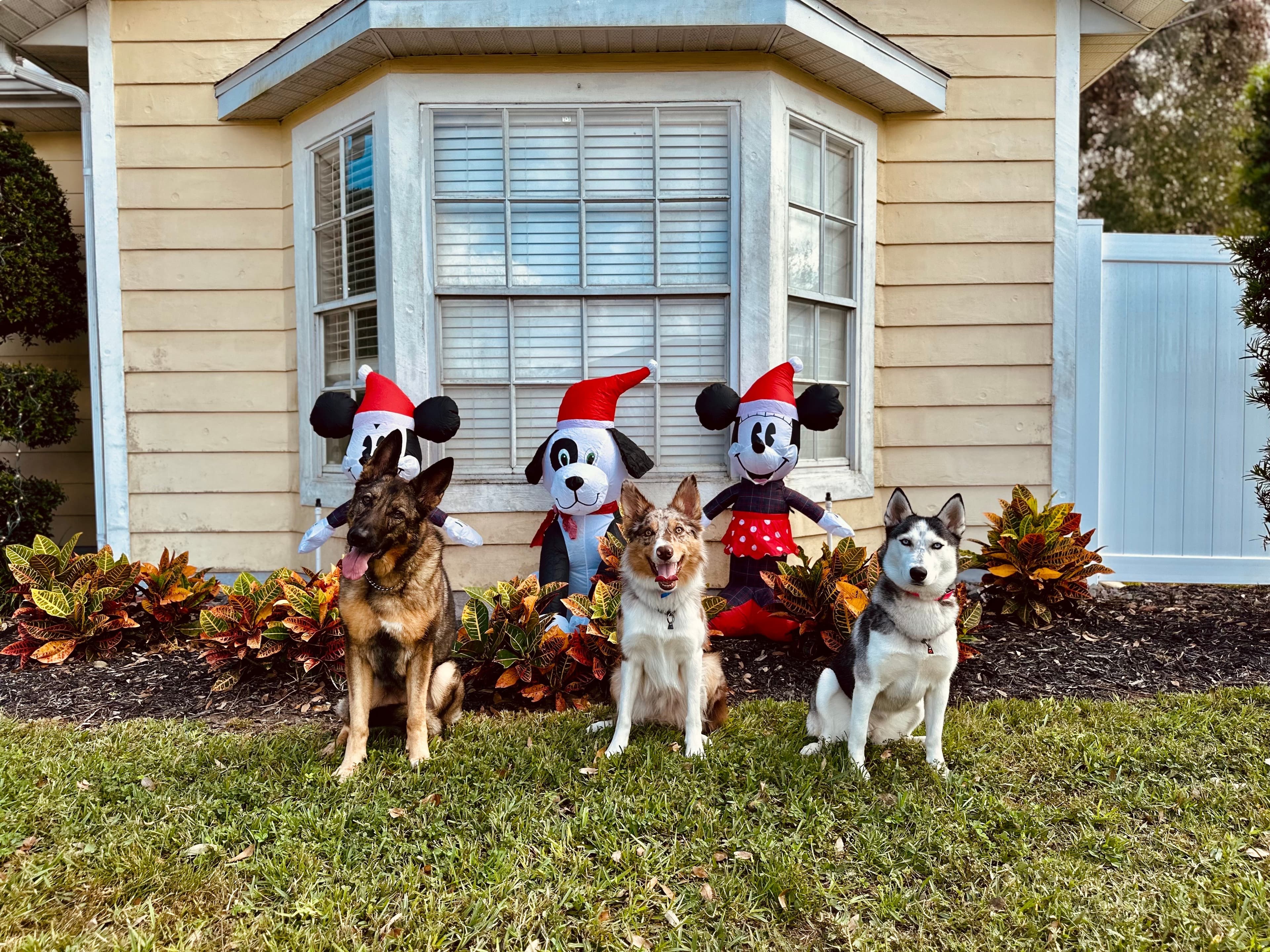 Dog training progress