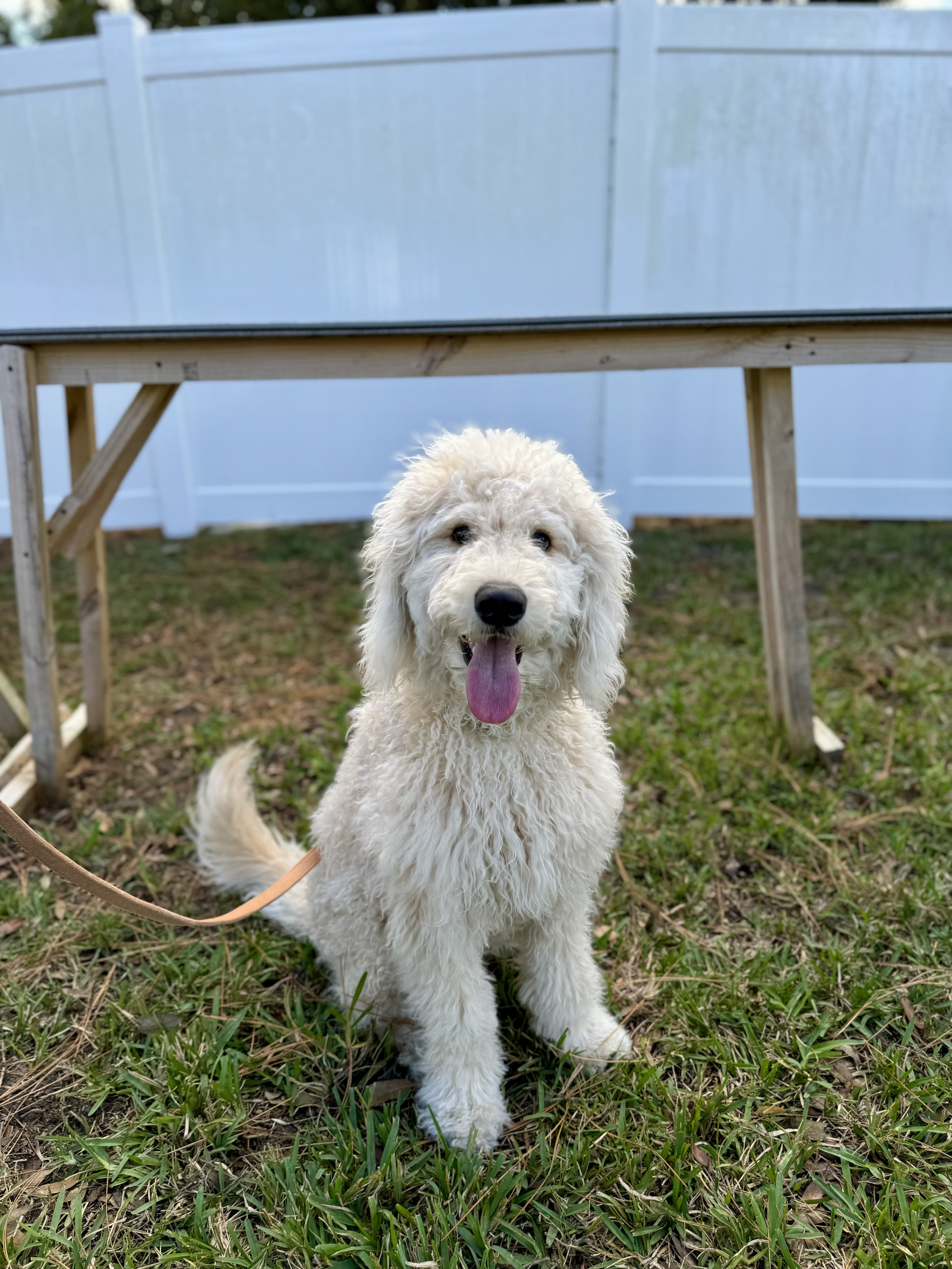 Dog training excellence