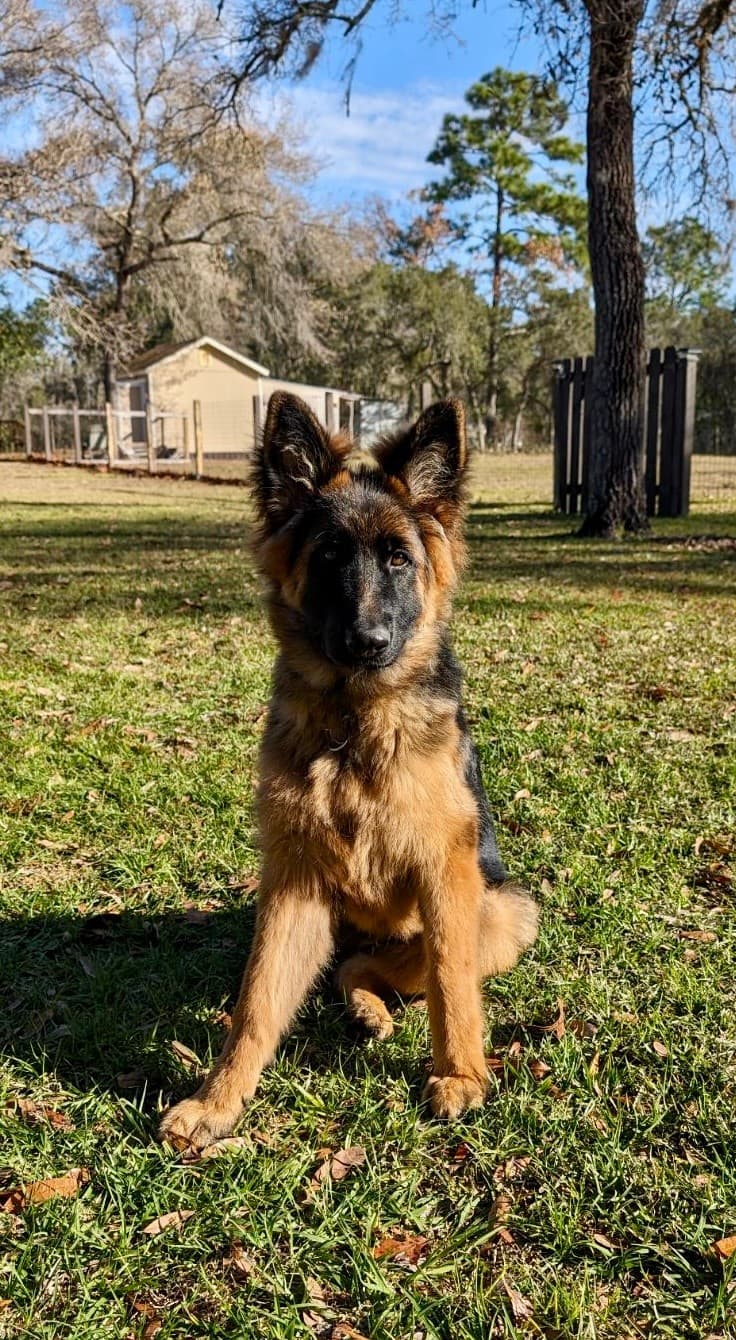 Dog training session in Tampa Bay