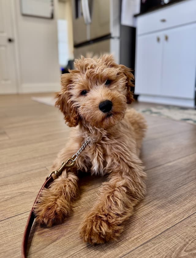 Confident dog demonstrating leash training skills