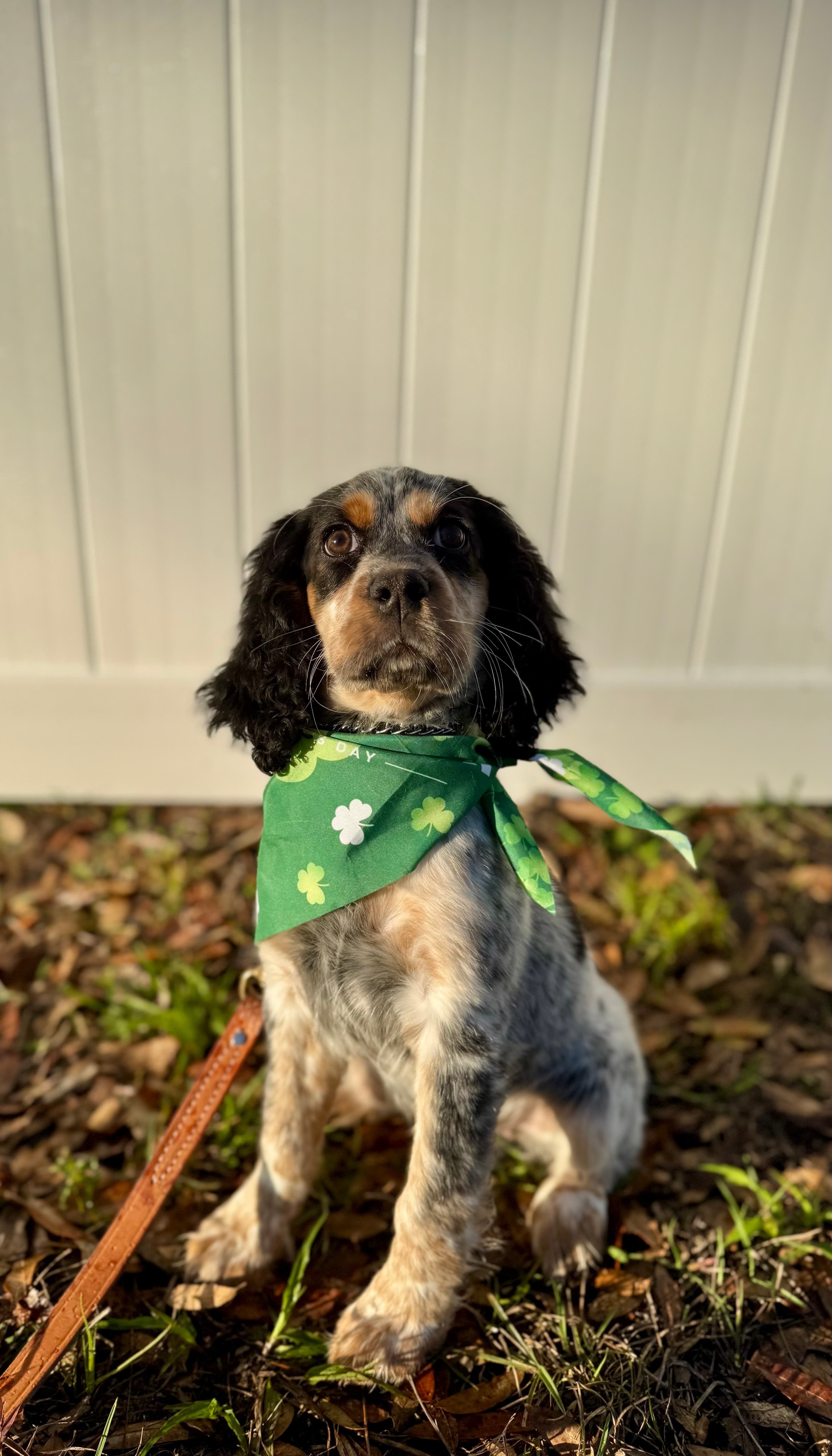 PUPPY TRAINING TAMPA