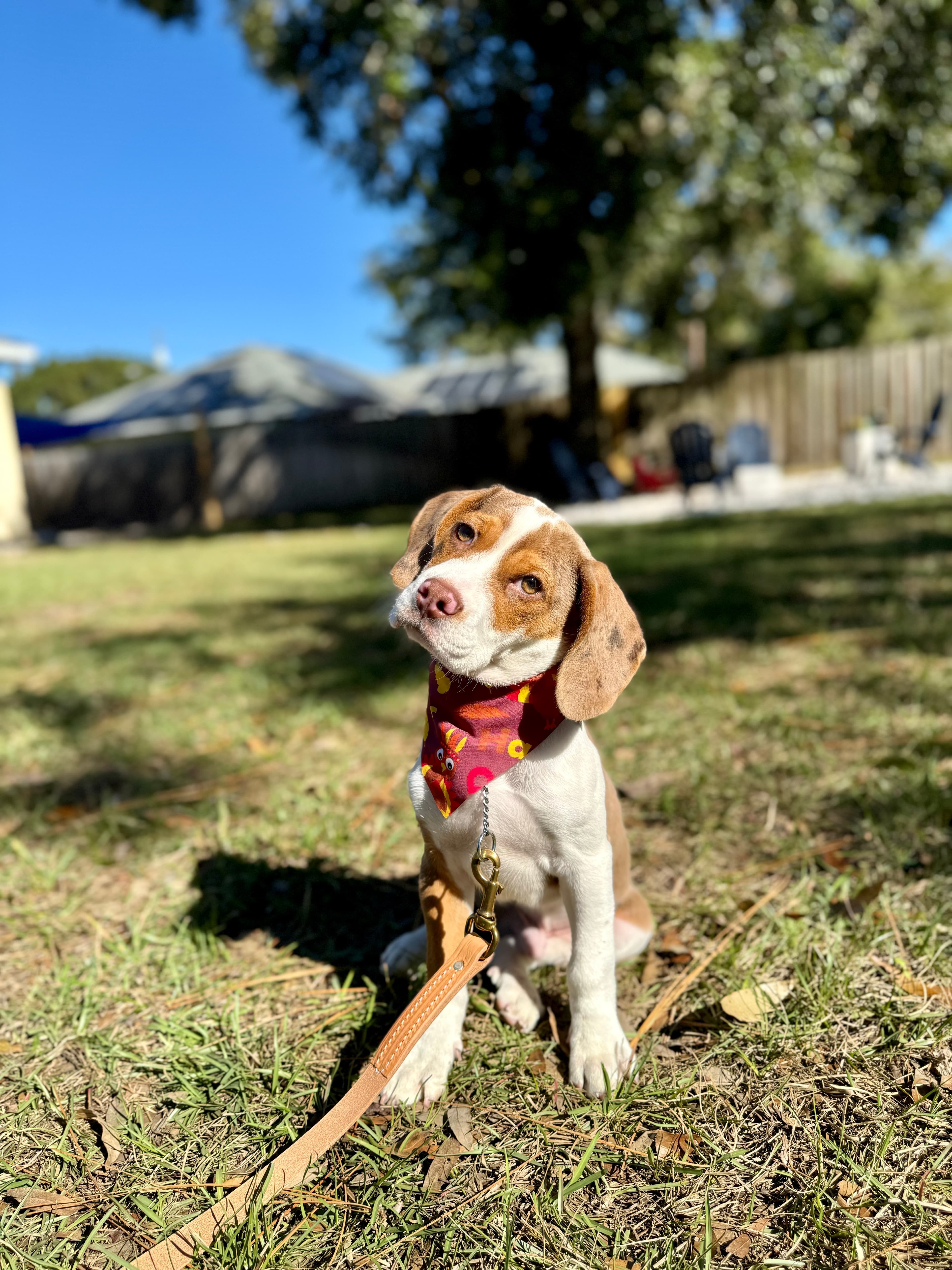 DOG BOARDING TAMPA FL